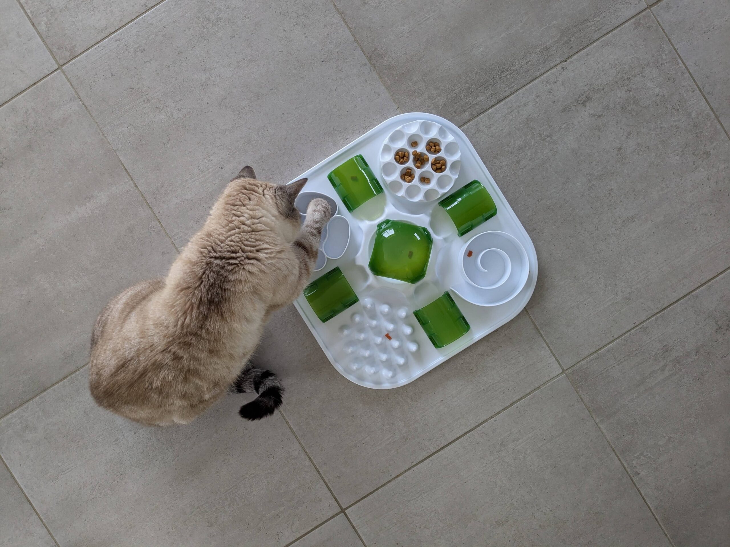 Chat utilisant une gamelle interactive, essayant d’attraper une friandise avec sa patte, illustrant la stimulation alimentaire.