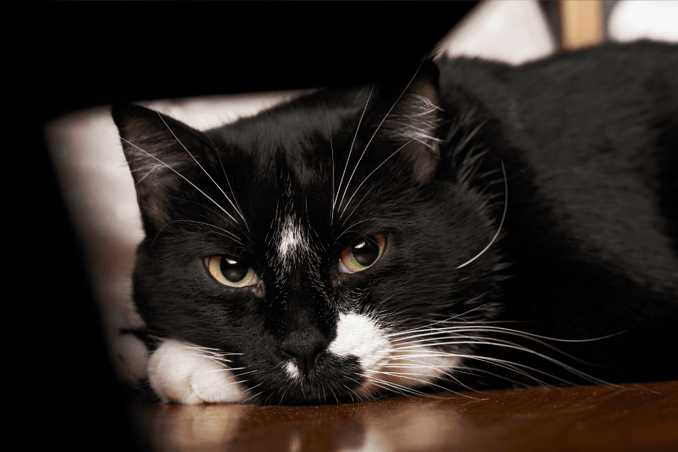 Vieux chat posé calmement, illustrant l'expertise en aménagement pour le bien-être des chats seniors.