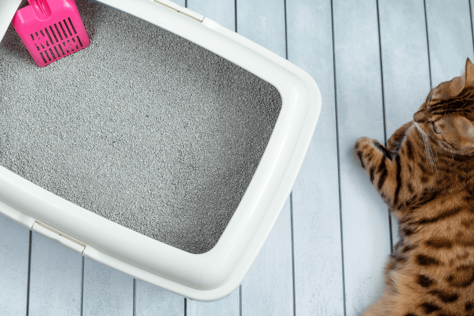 Chat posé à côté de sa litière, illustrant l'expertise en gestion des éliminations hors litière.