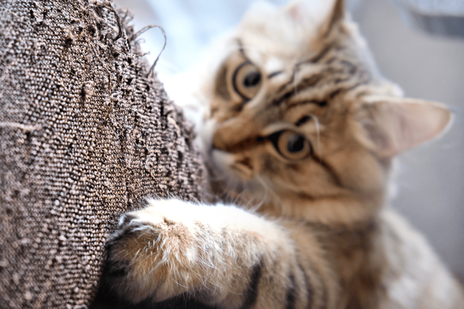 Chat faisant ses griffes sur le canapé, illustrant l'expertise en gestion de la destruction du mobilier, griffades et grignotages.