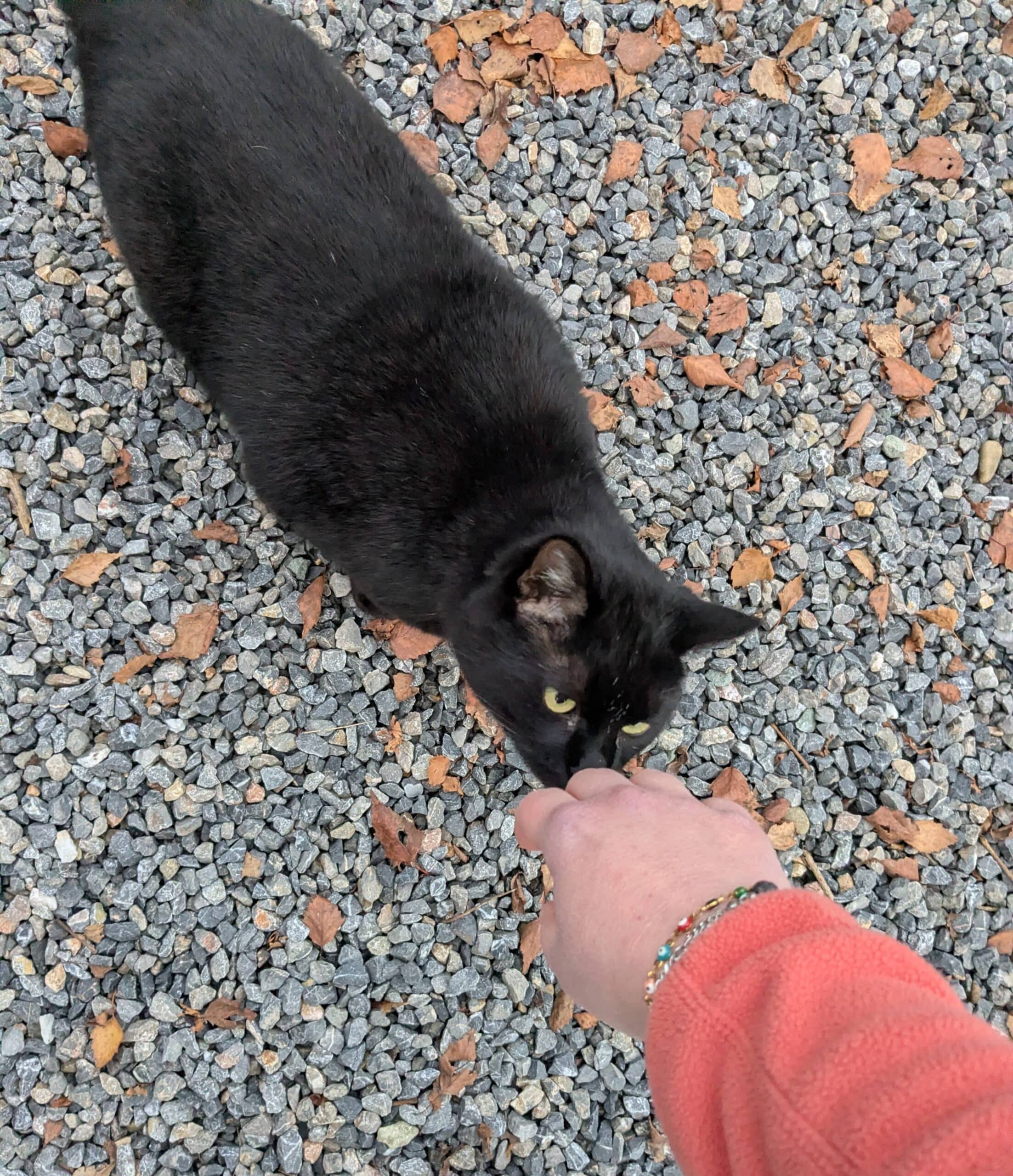 quelq'un tend la main vers un chat noir qui renifle la main