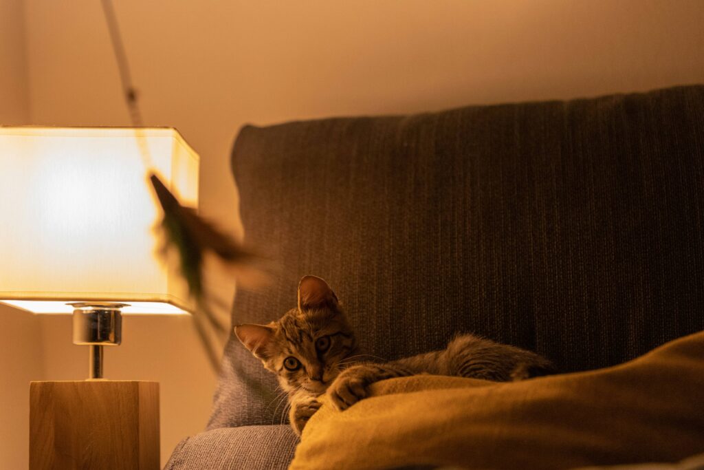 chat sur le canapé qui regarde une canne à pêche