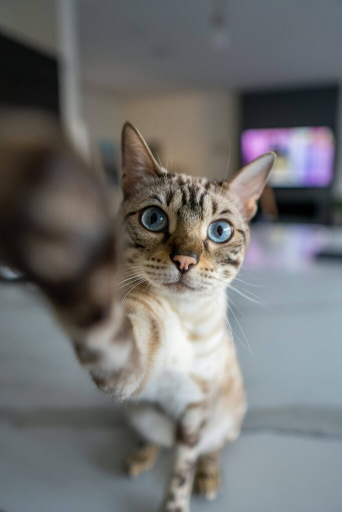 chat qui lève la patte